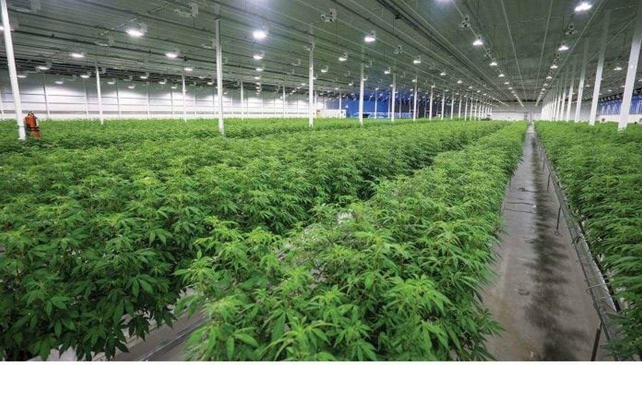 Aurora Cannabis: канадский рынок каннабиса замедлил рост