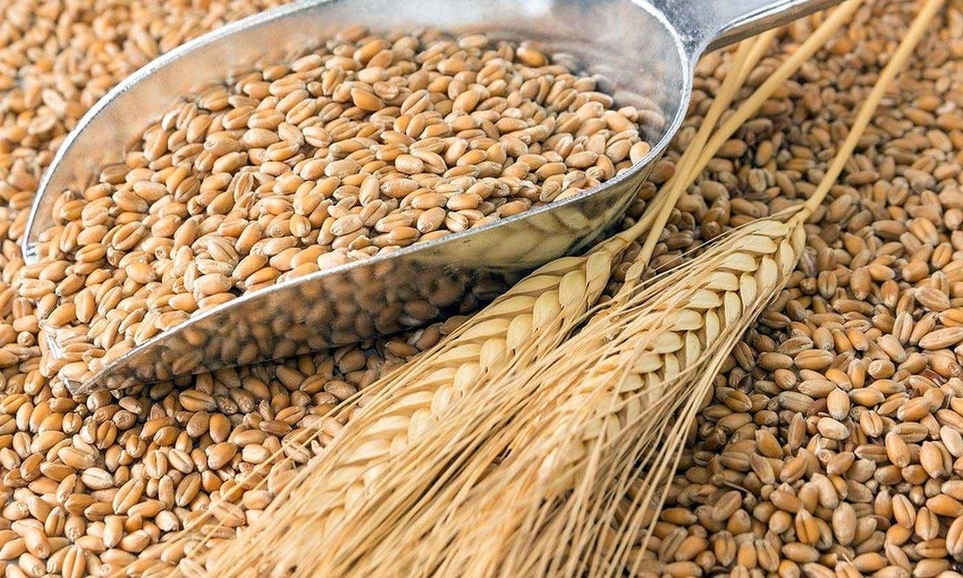 Снижен прогноз по объему производства зерна
